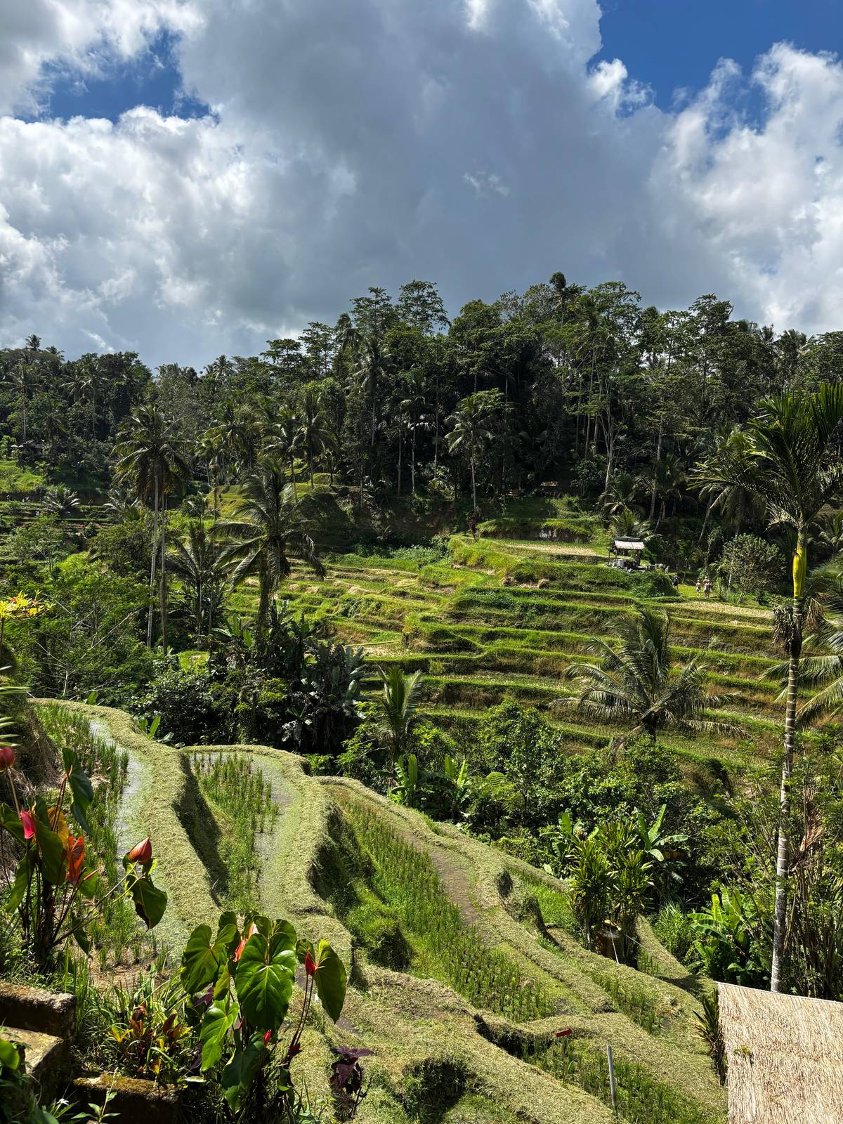 Terraced paddies below a forest of palms and tall trees