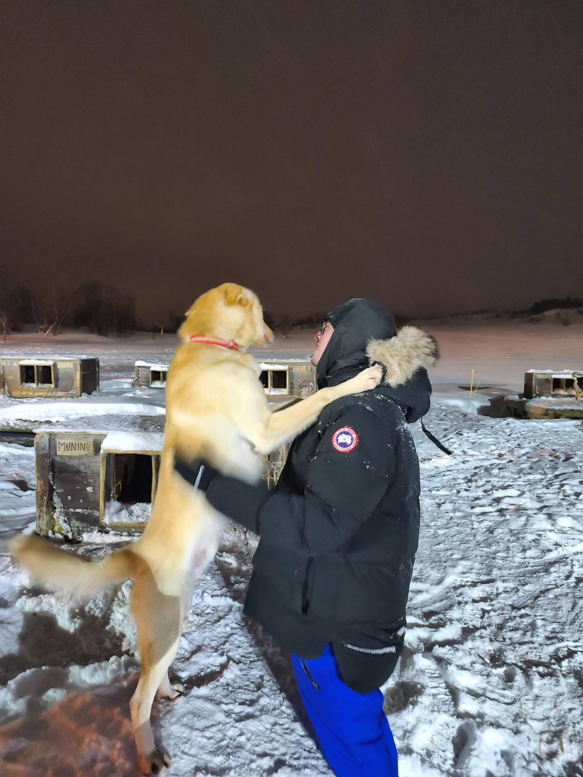 Tromsø: Northern Lights Husky Visit with Traditional Dinner