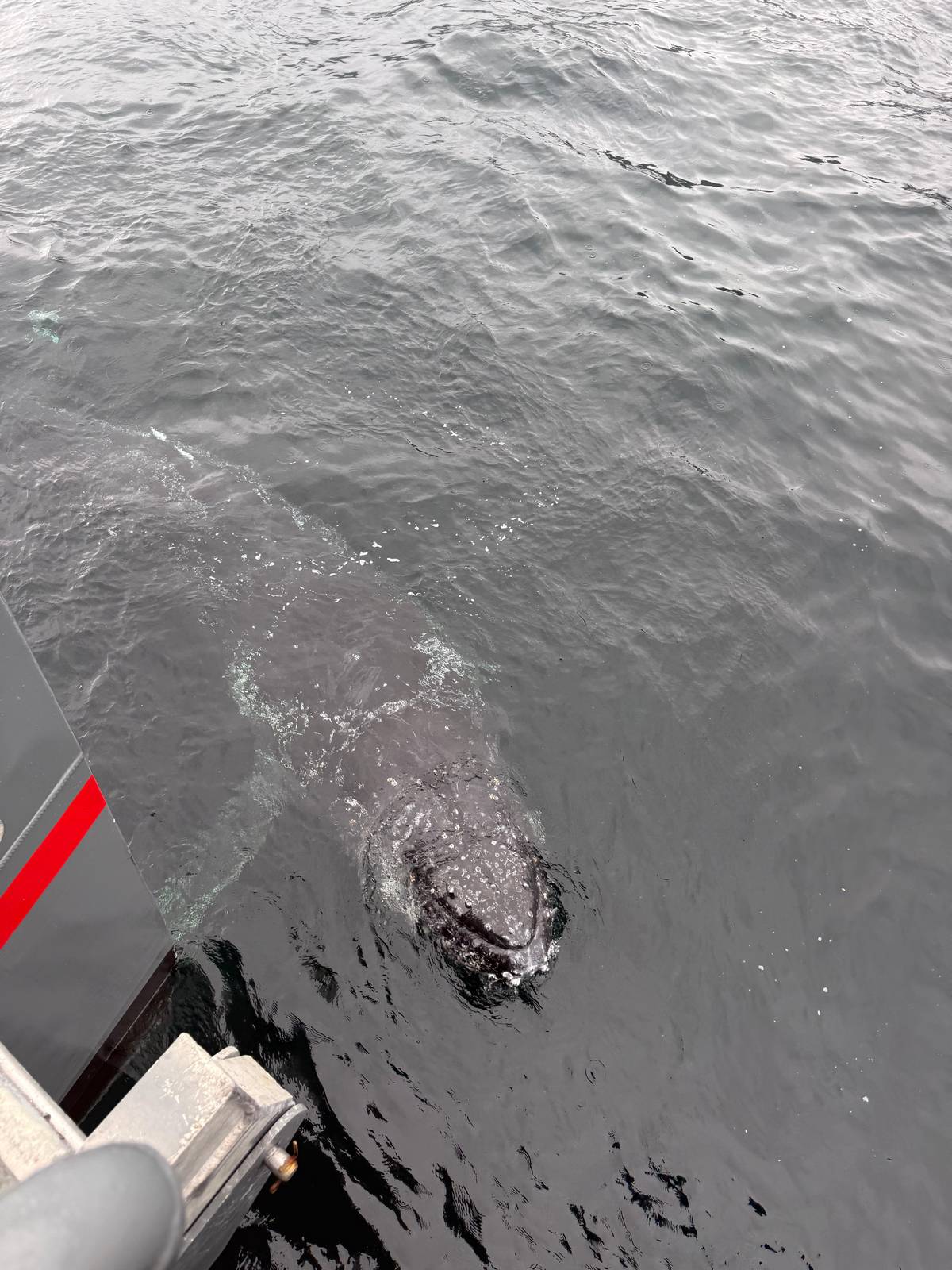 A whale surfacing right beside the boat