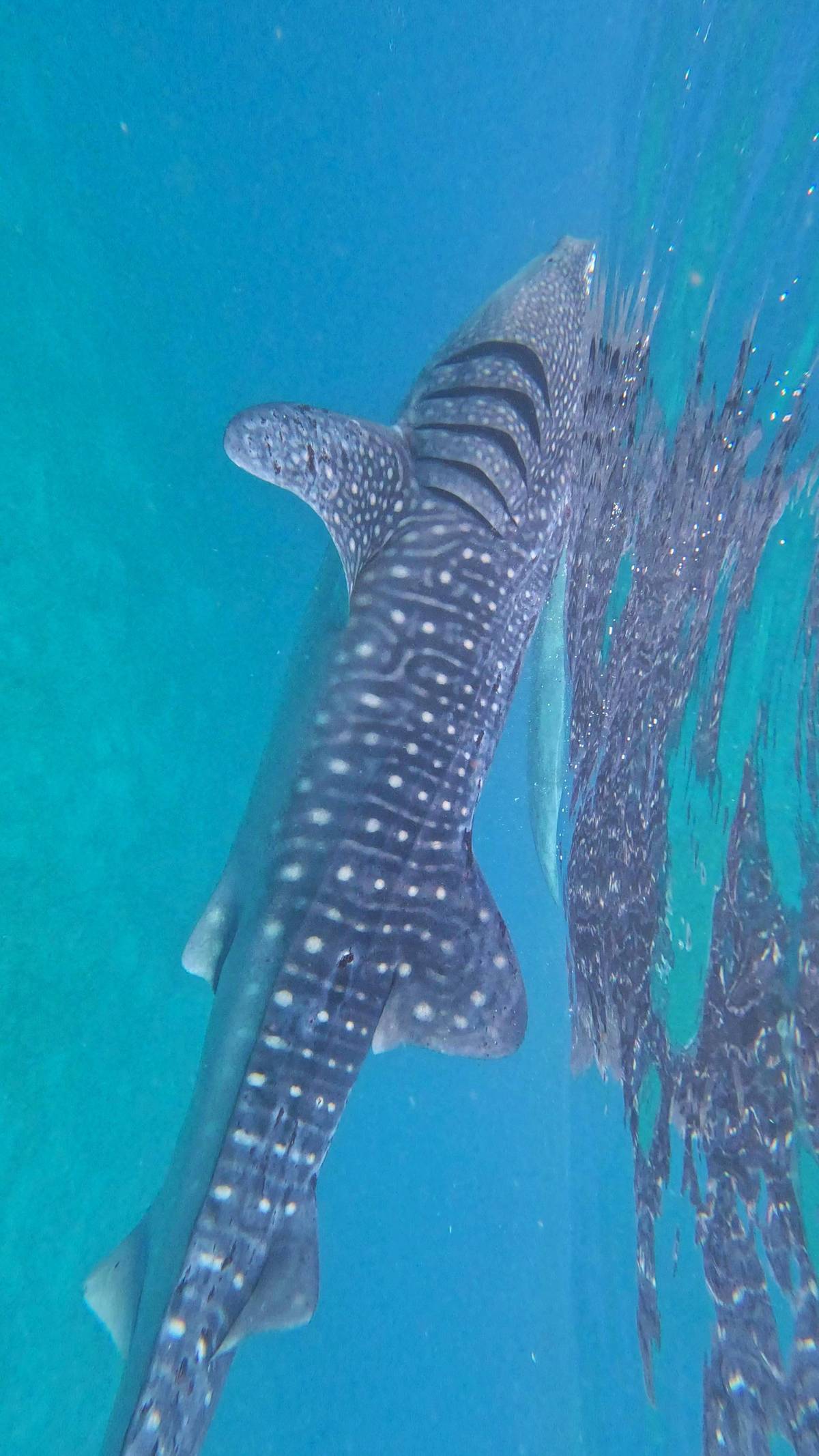 Oslob whale sharks, Tumalog Falls and Moalboal in a day