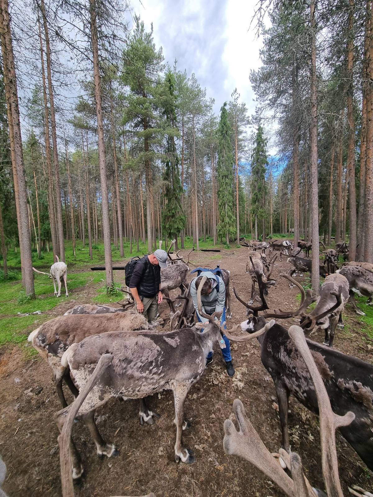 Fattoria di renne a Rovaniemi in estate