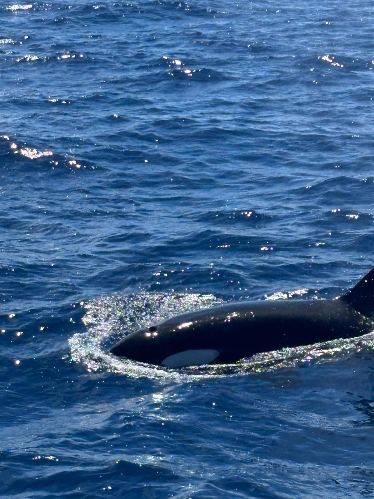 Bremer Canyon orca expedition from Bremer Bay
