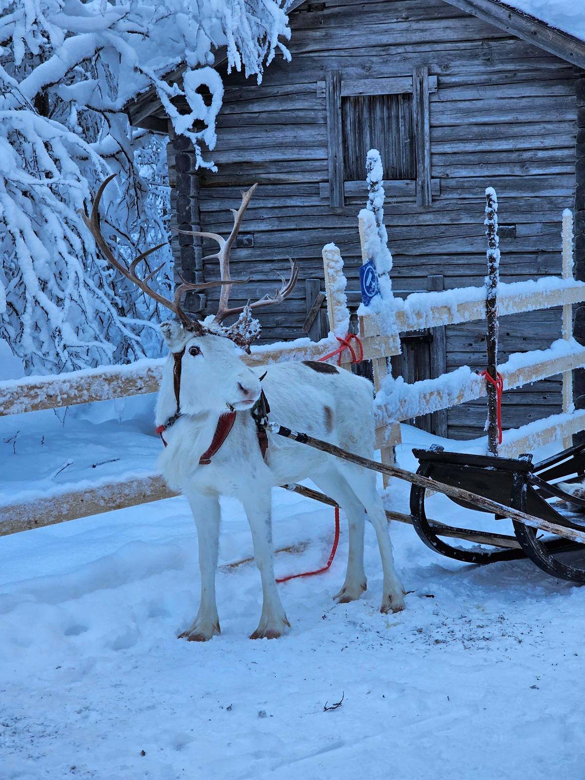 Sámi Spirit: Reindeer Ride with a Sámi Herder