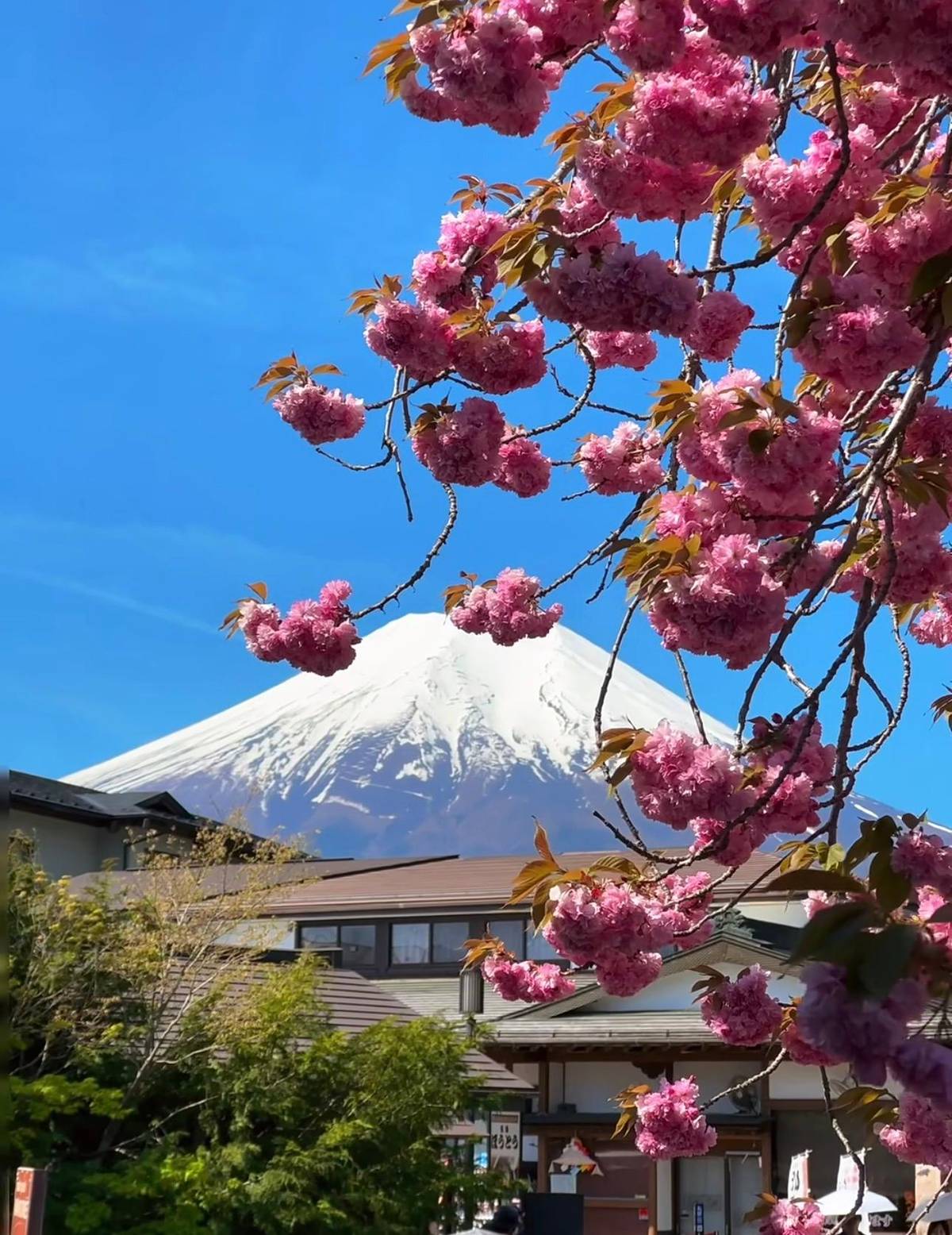 Pink cherry blossom framing the mountain