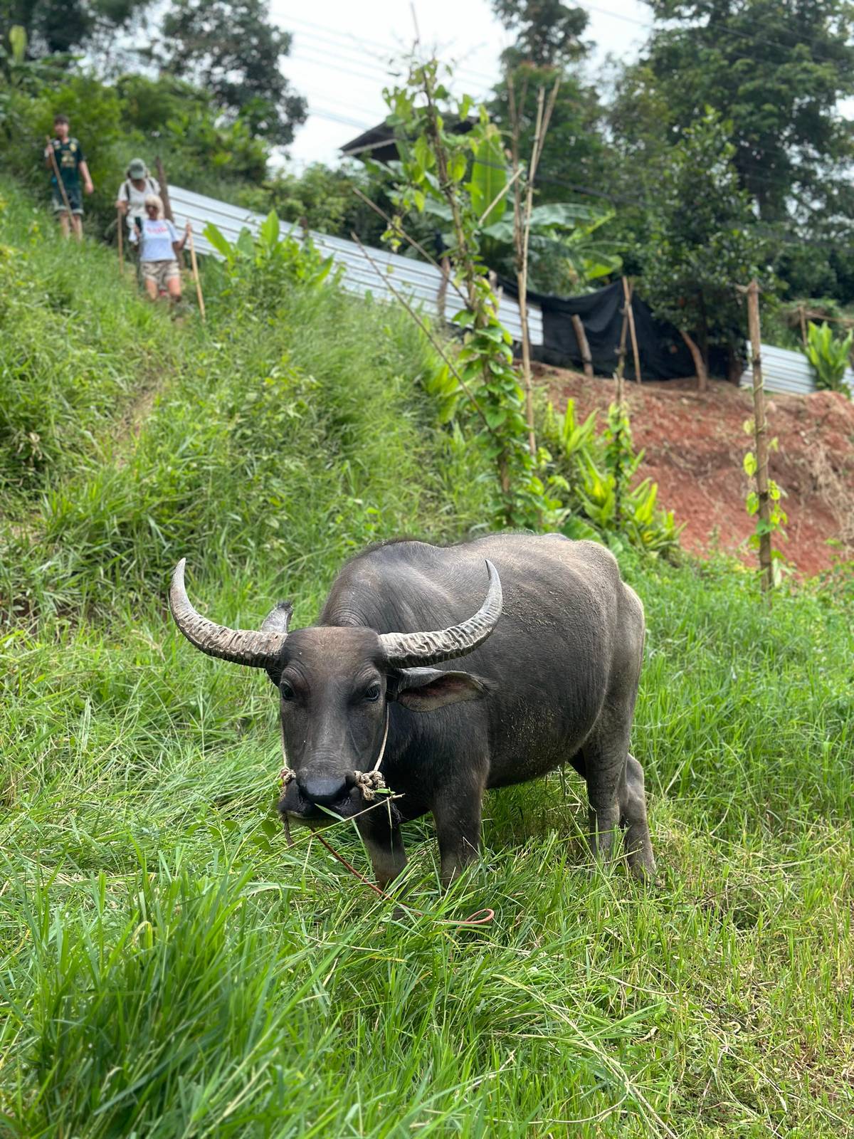 Chiang Mai: Doi Inthanon Park and Pha Dok Siew Trail Trek