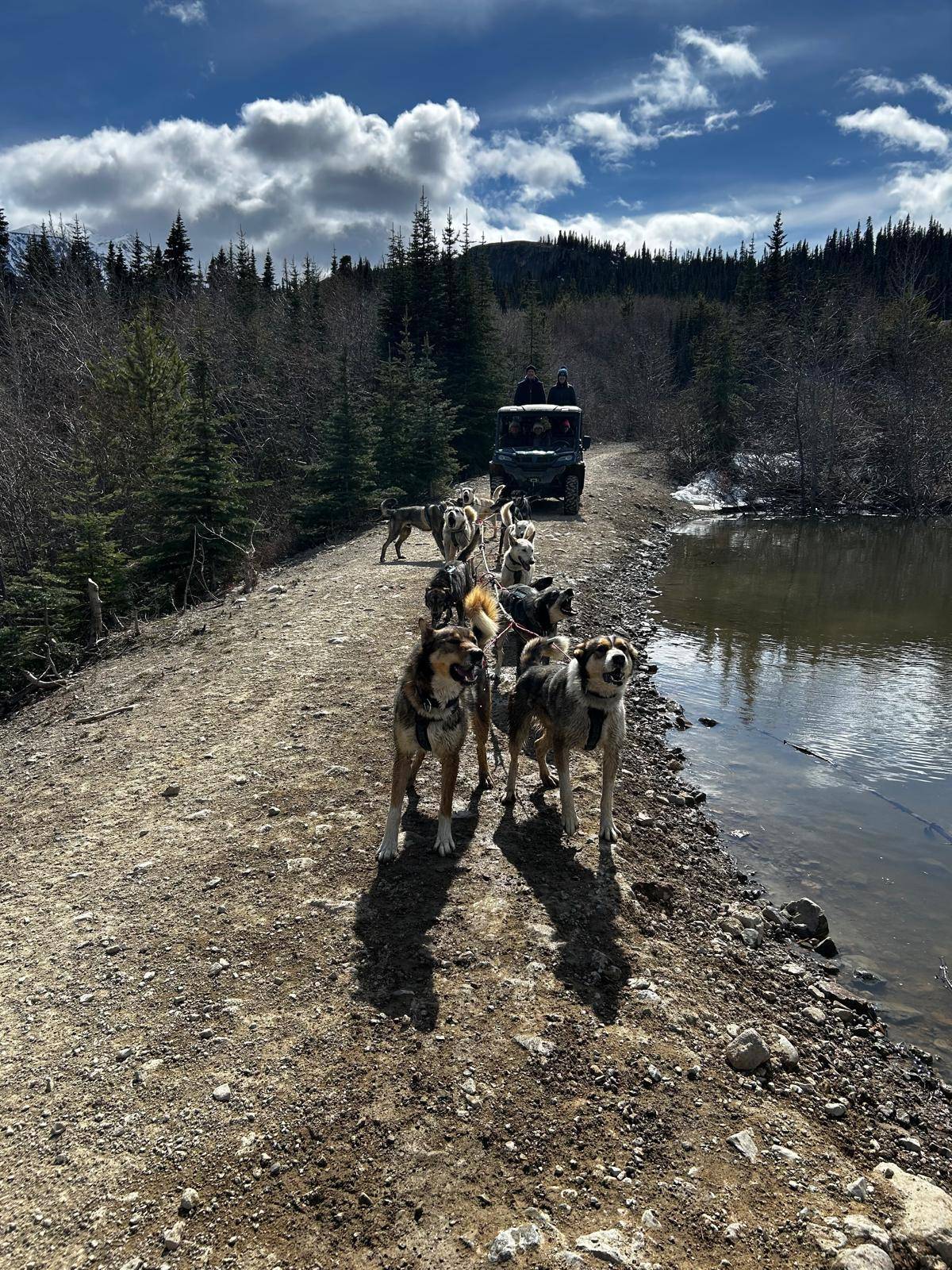 Yukon Dogs and Gold