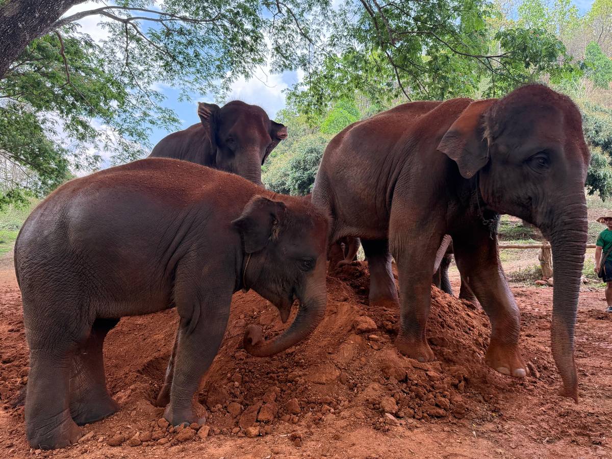 From Chiang Mai: Kerchor Eco Elephant Park Tour