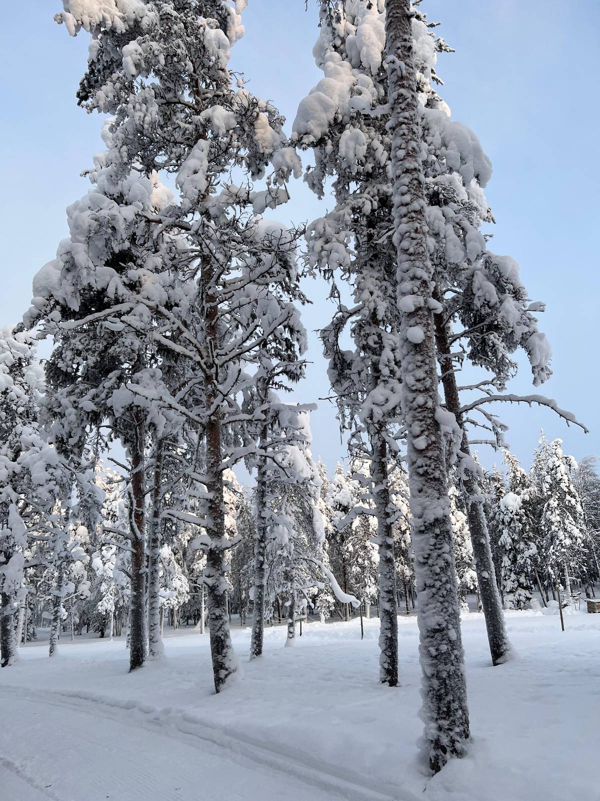 Snow-loaded pines along the trail on a clear day