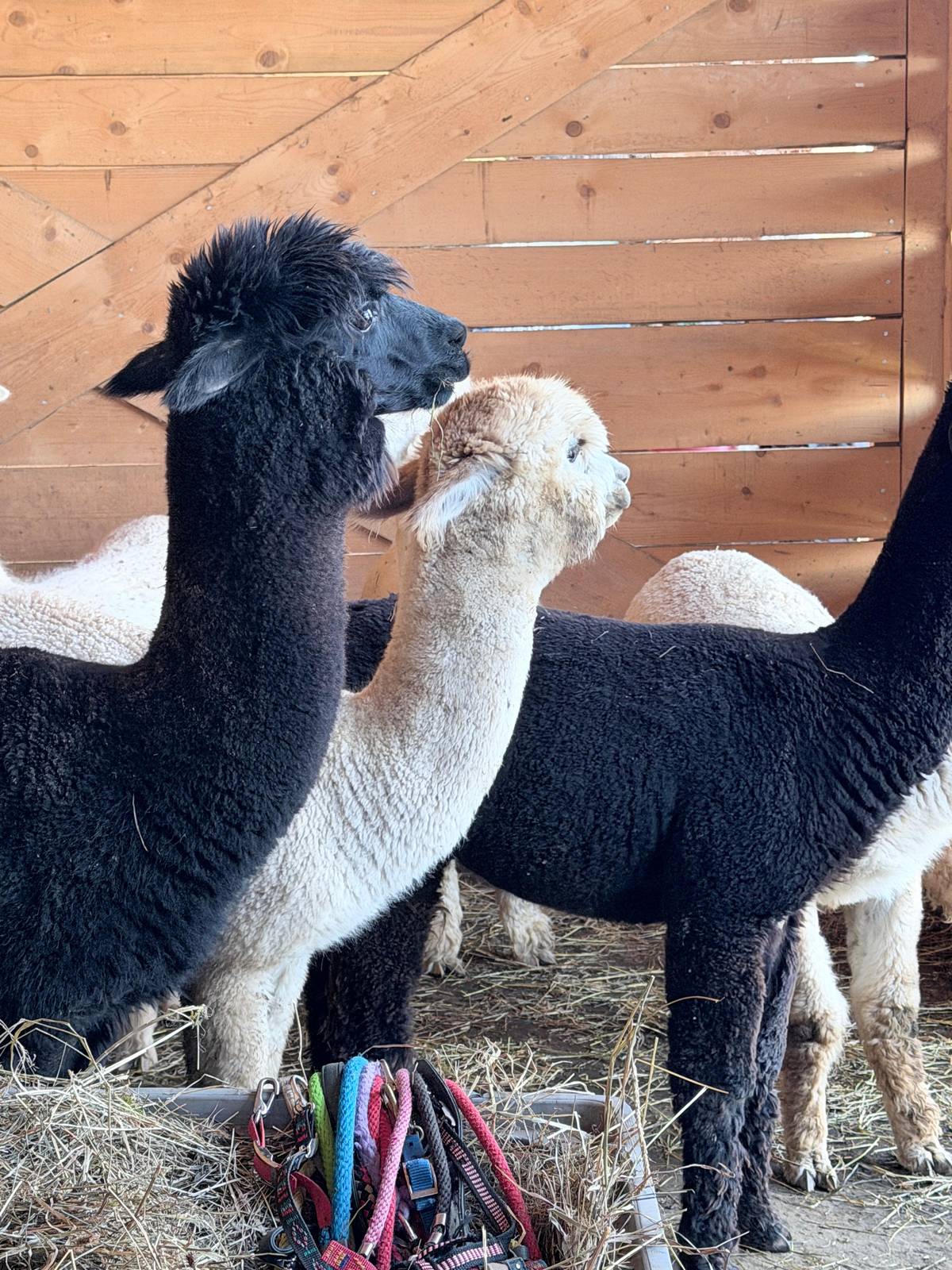 Trento: Trekking with Alpacas in Nature