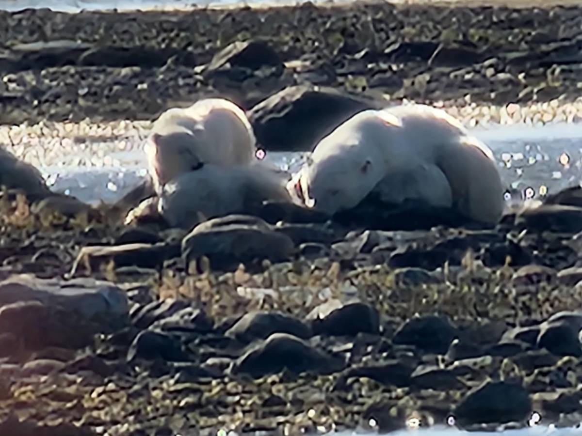 Bears resting among the rocks