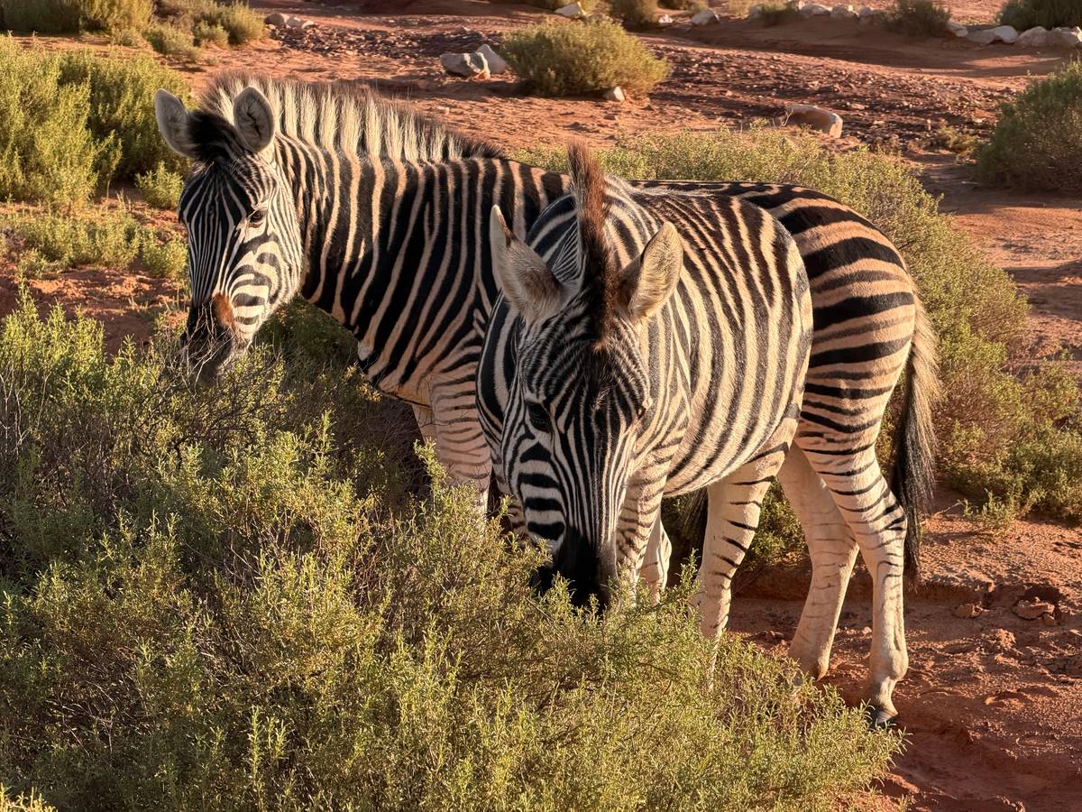 Cape Town safari day trip: the one-day options