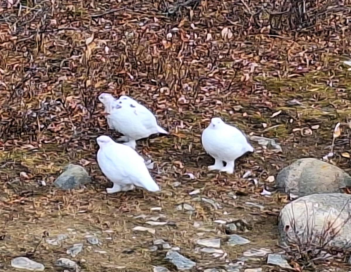 Willow ptarmigan in their white coats