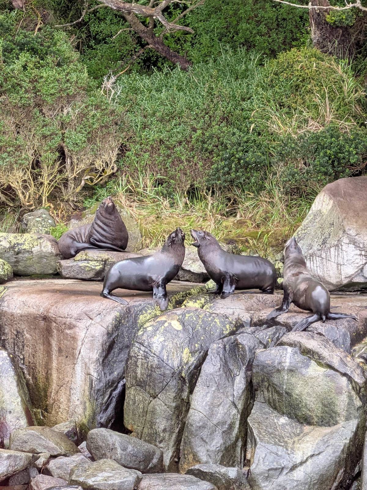 Sea lions on a rocky ledge