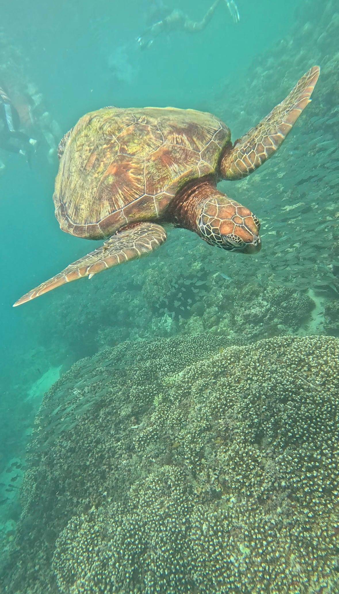 A green turtle rising over the reef