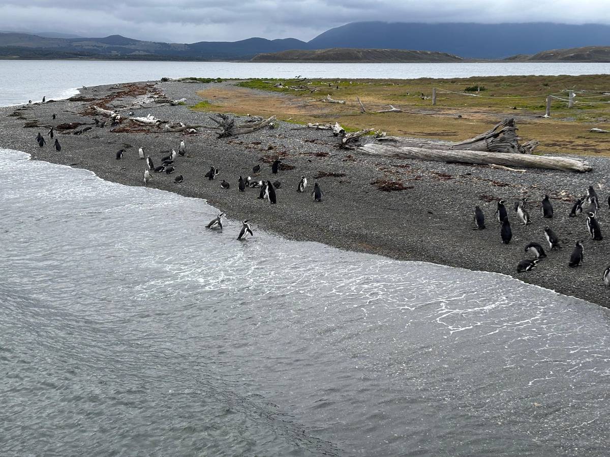 Penguins on the beach, seen from the boat