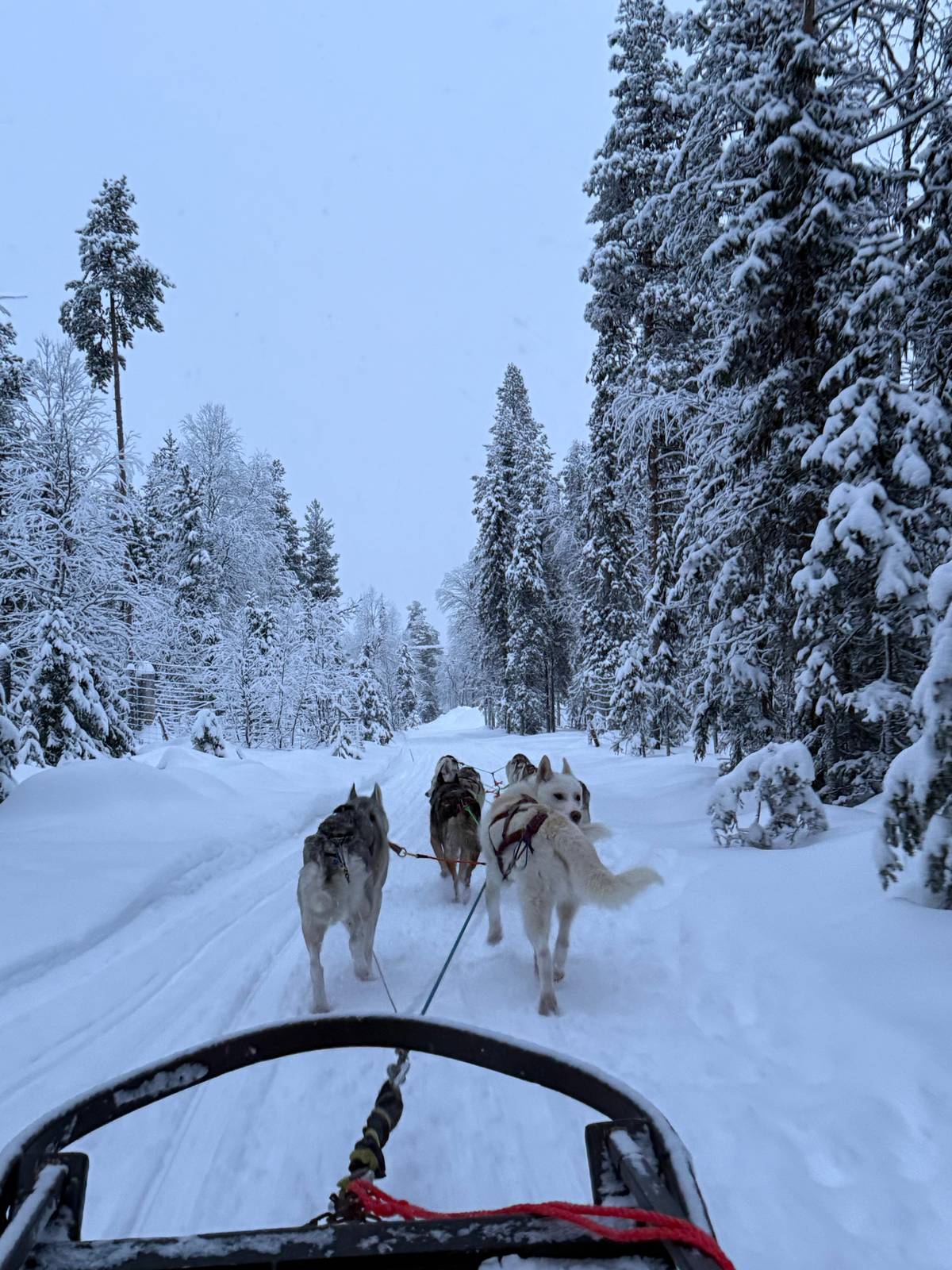 Levi: Husky and Reindeer Experience with Sled Ride