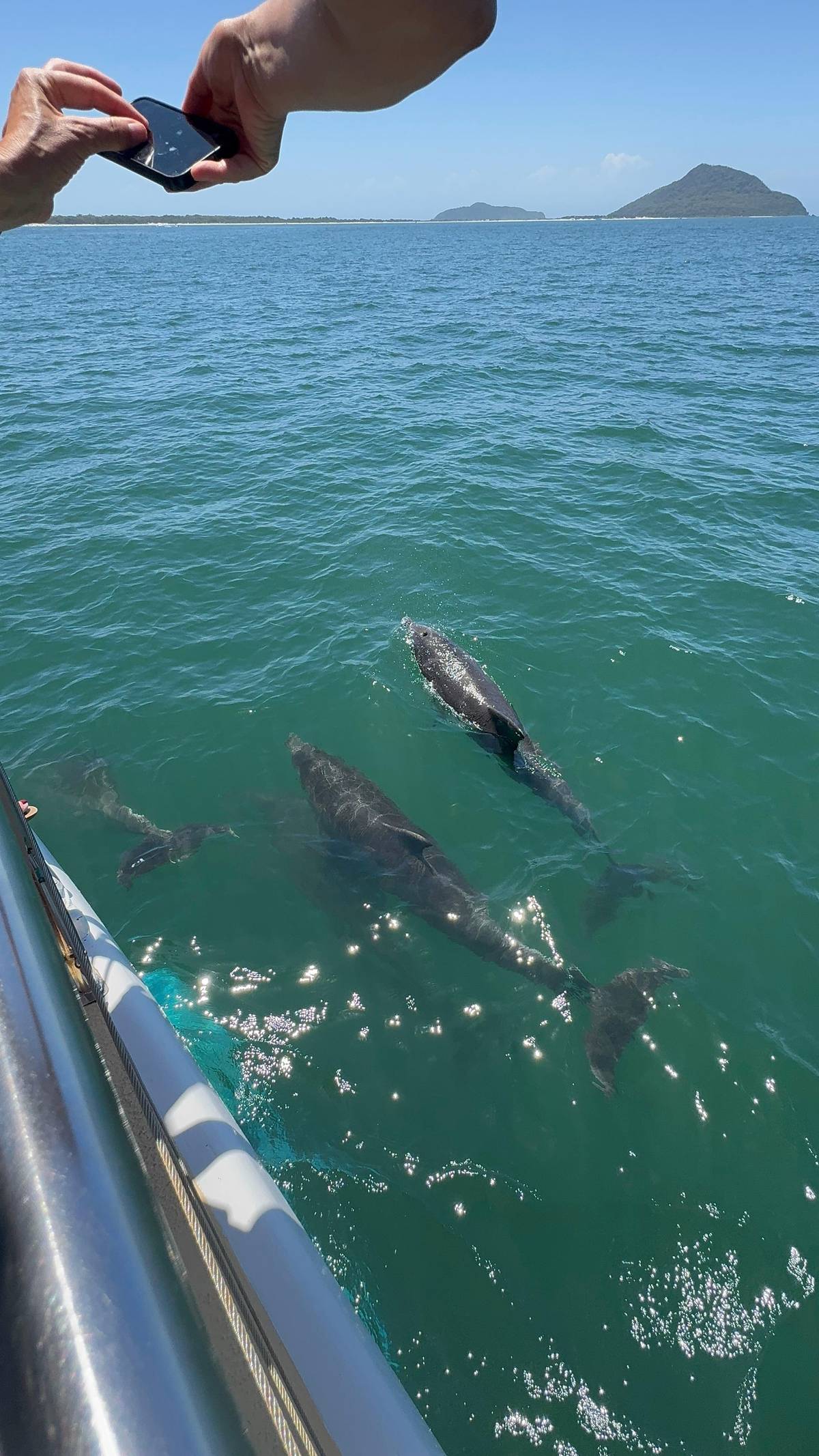 Nelson Bay dolphin watch cruise under sail