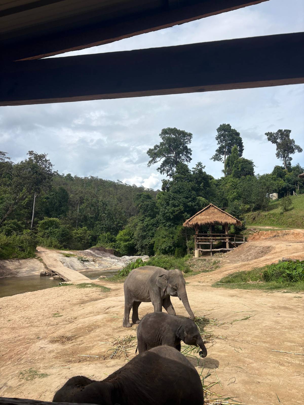 Elephants on the bank below a thatched shelter