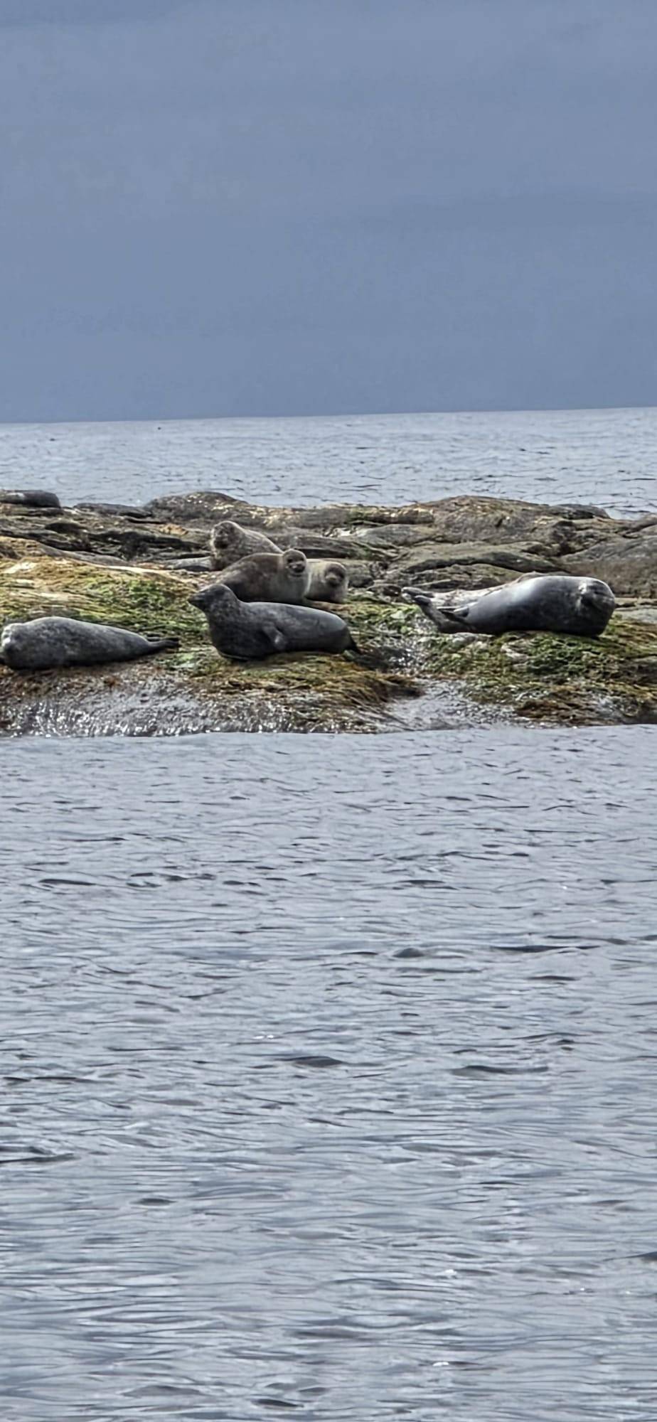 Seals hauled out on the rocks