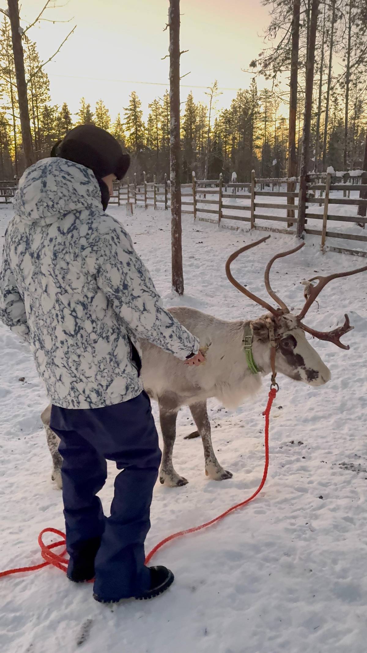 A guest stroking a reindeer at the corral