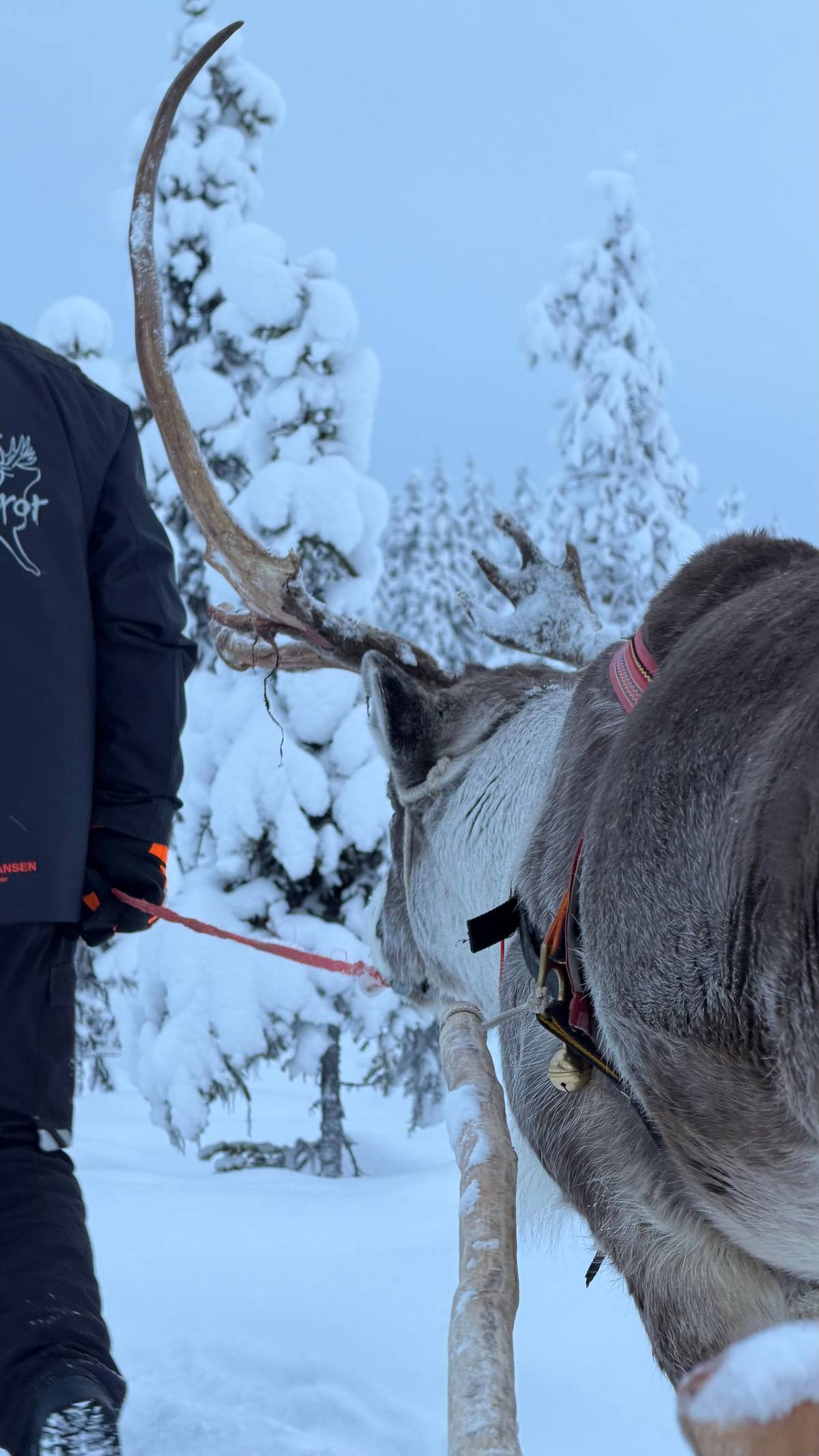 Levi: Reindeer Sleigh Ride 1.5km In Magical Forest