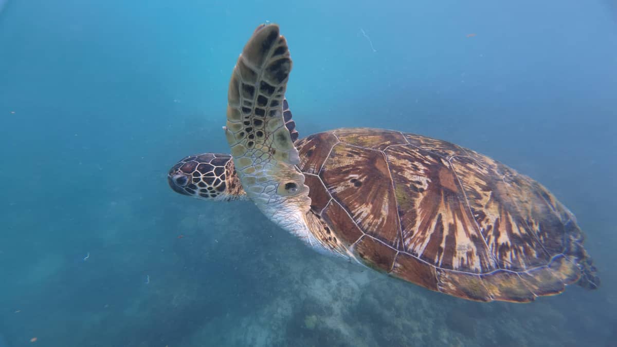 Cebu: Oslob Whale Sharks, Tumalog Falls and Moalboal Sardines