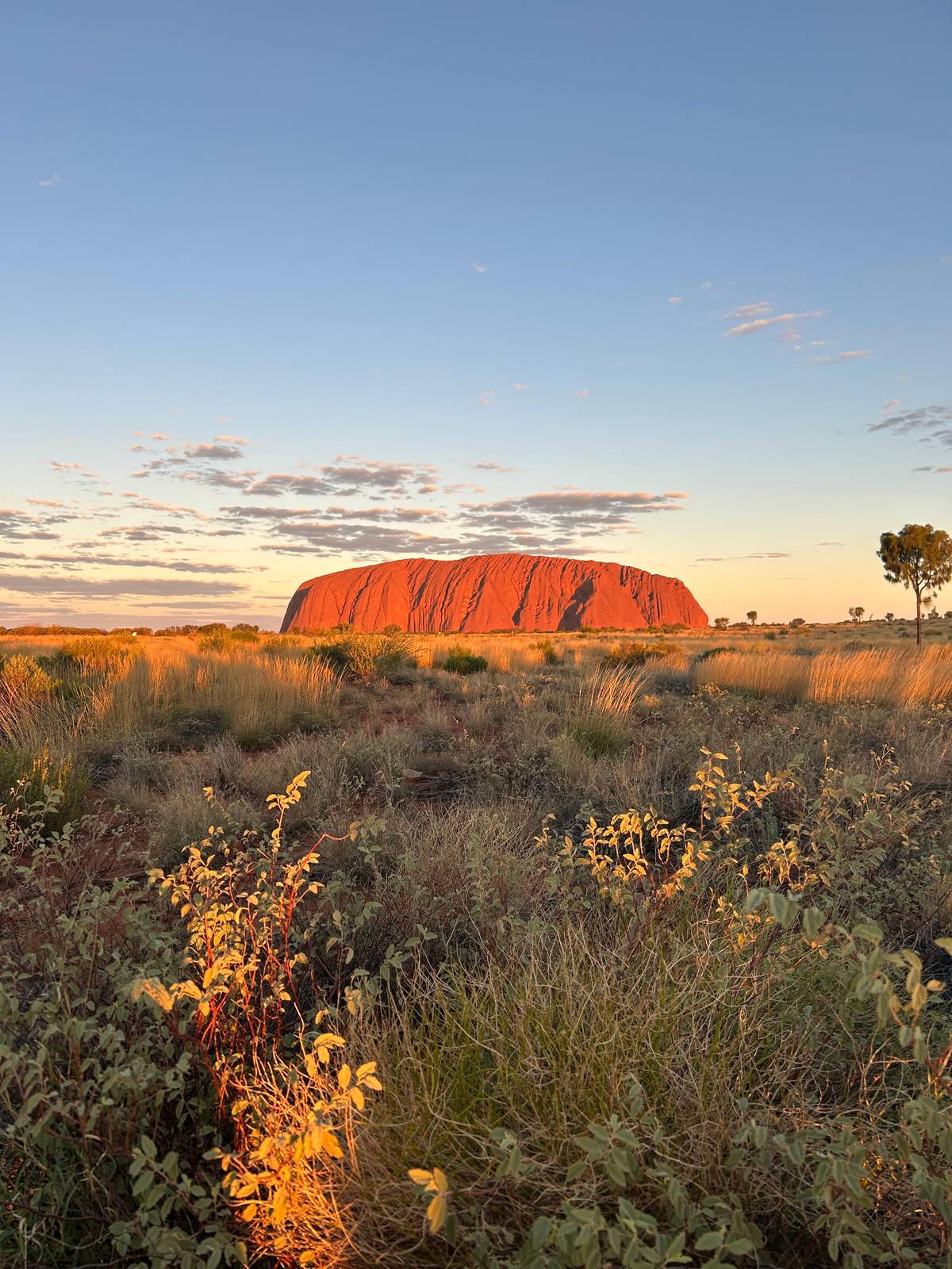 Desert shrubs in the foreground, Uluru lit orange