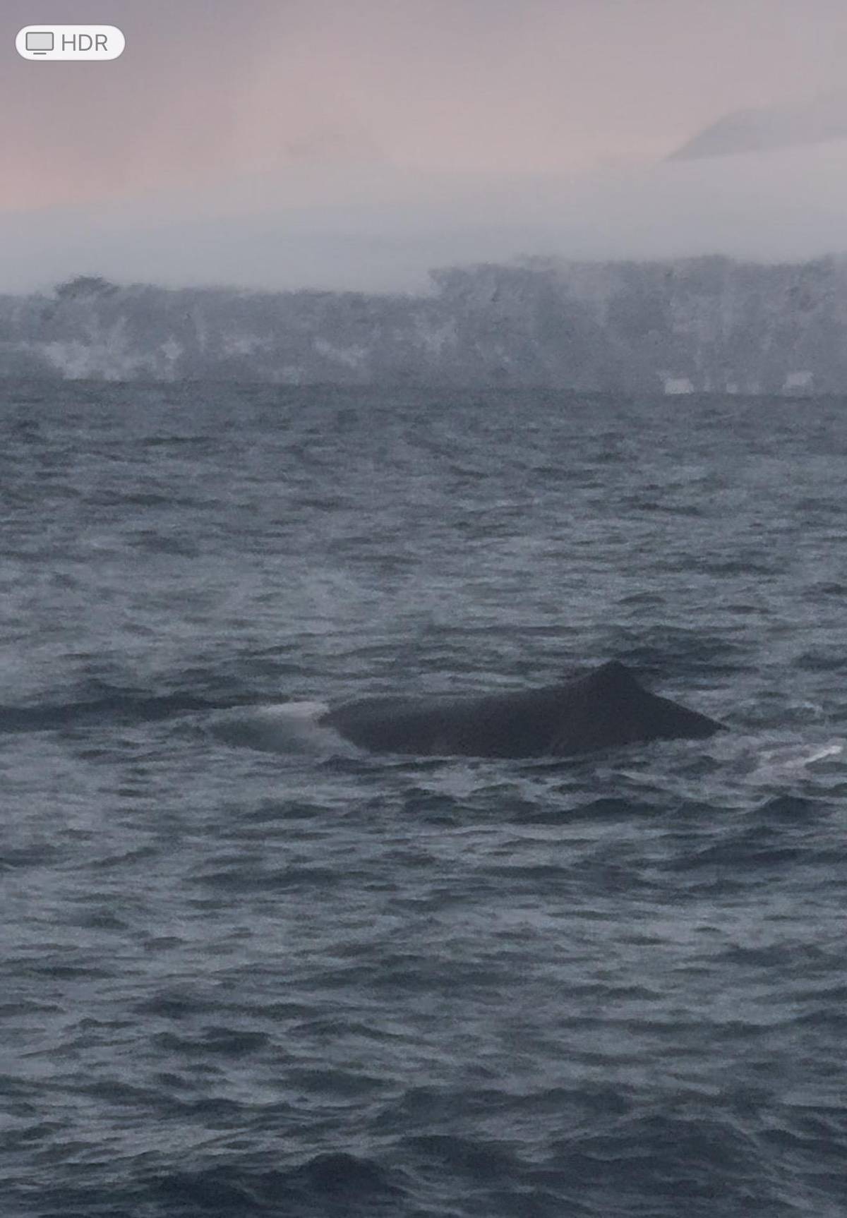 Tromsø Whale Safari with MS Gabriele