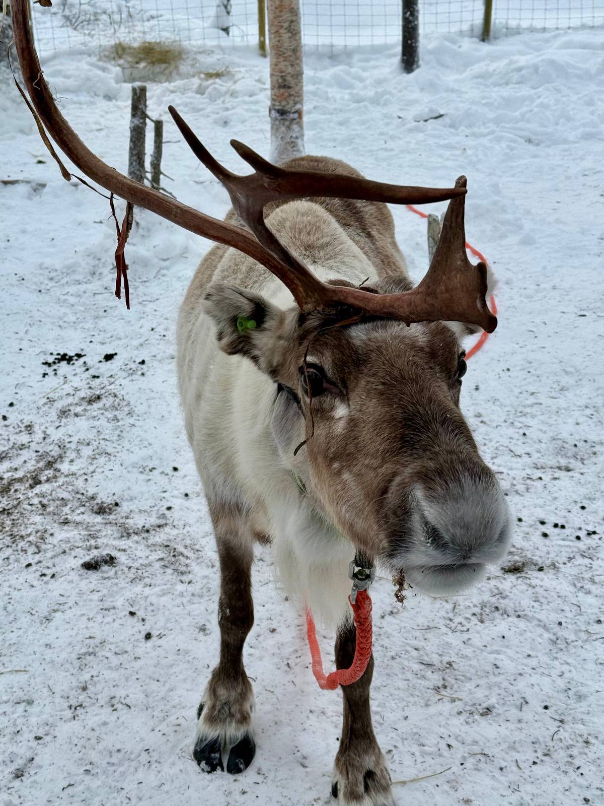 A reindeer looking straight into the camera