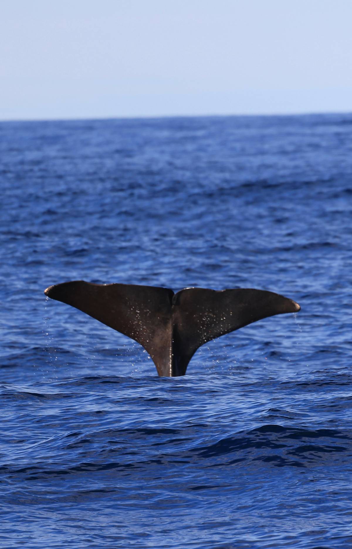 Responsible whale watching by classic catamaran from Andenes