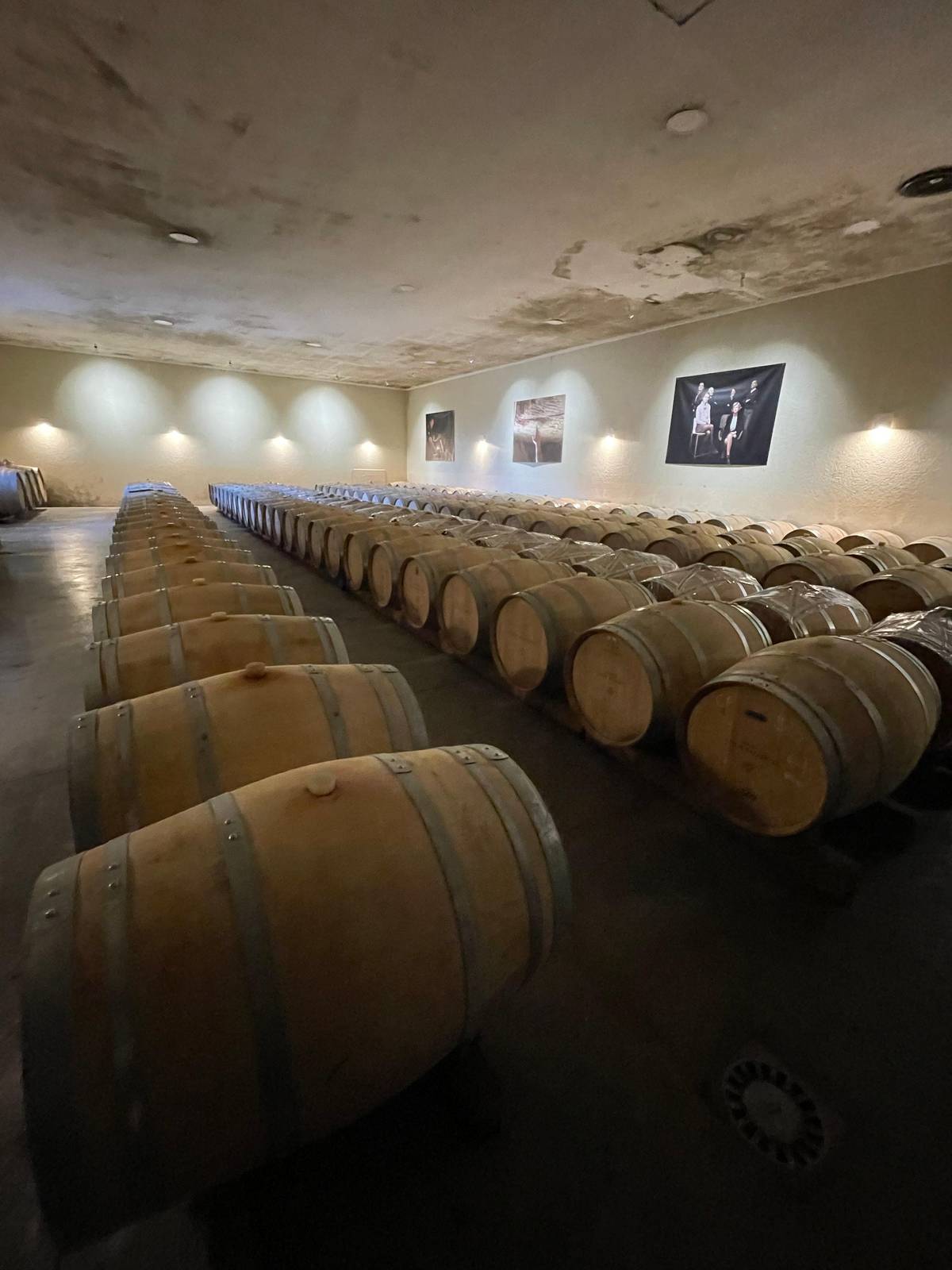 Barrels lined up in a château cellar