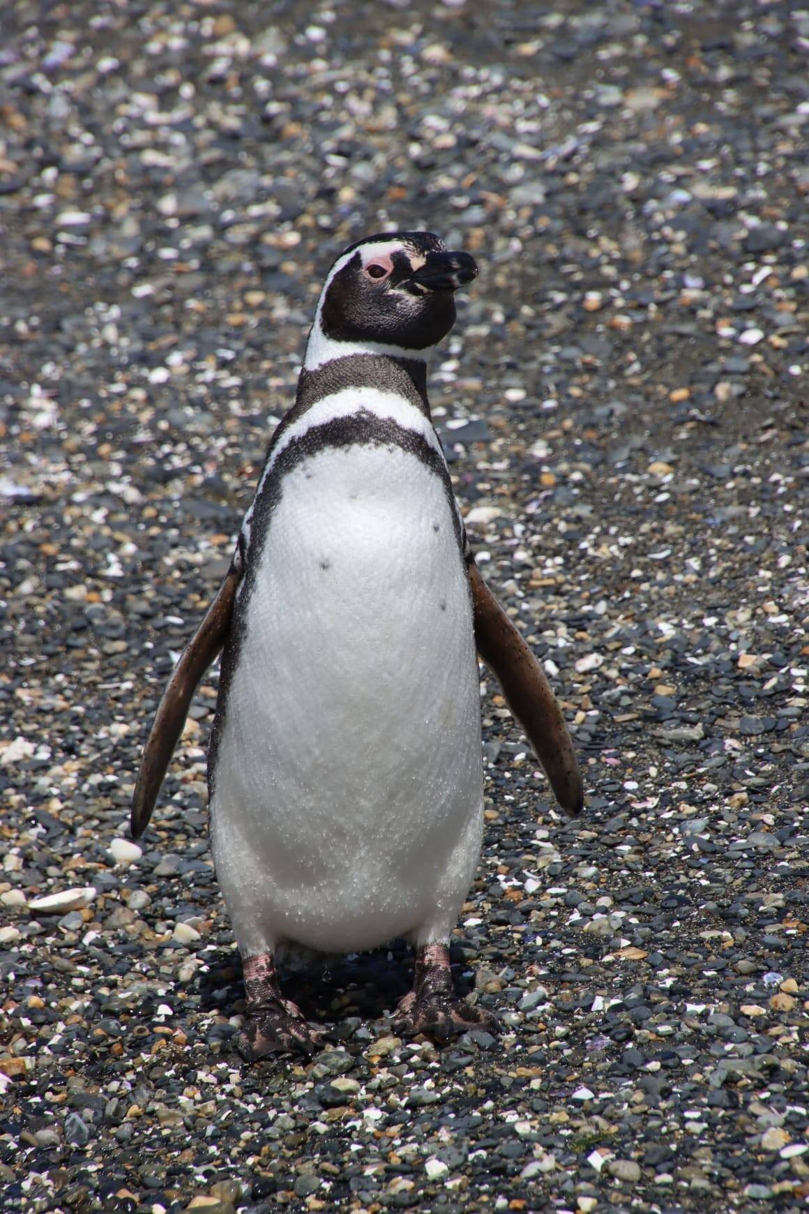 Ushuaia: Almanza, the Crab Route and Penguin Watching