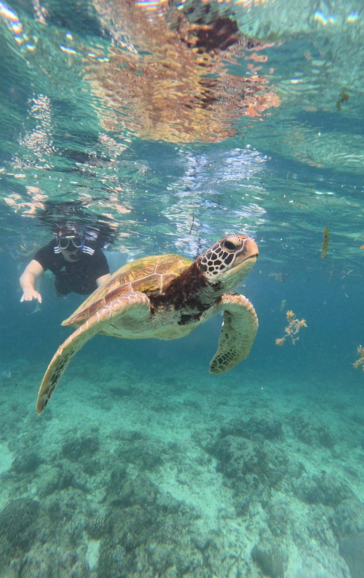 Snorkelers following a turtle over sand