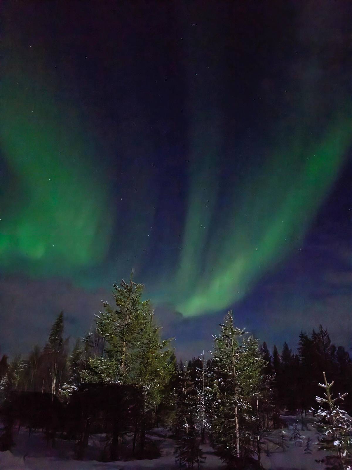 Curtains of light over snow-laden spruce