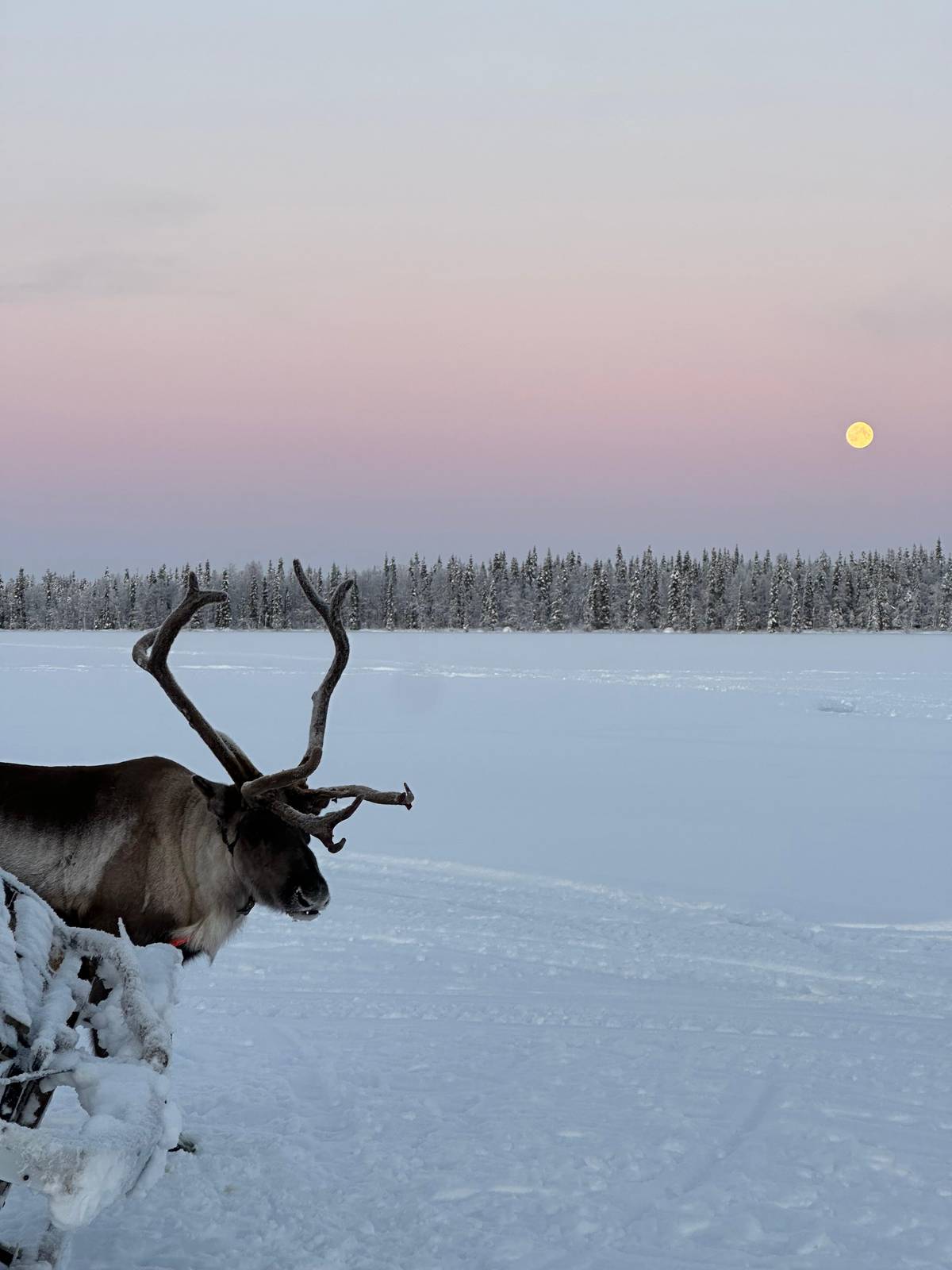 Levi: Lapland Reindeer Safari