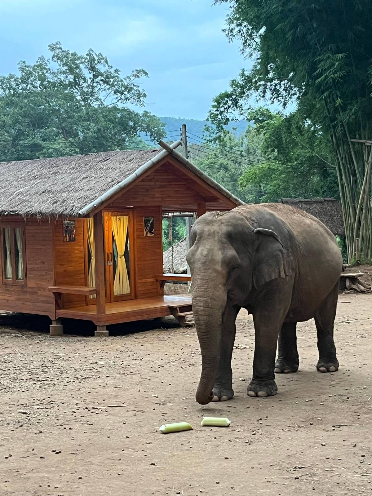 Overnight elephant sanctuary stays near Chiang Mai