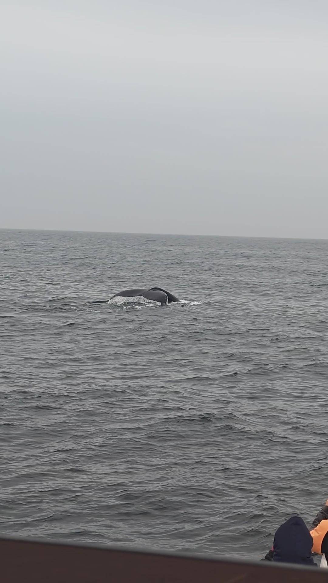 Reykjavík: Whale Watching and Marine Life Cruise