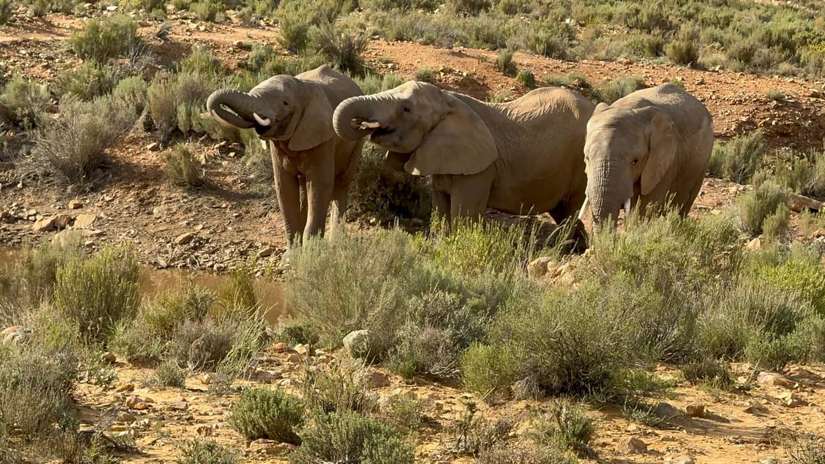 From Cape Town: Aquila Game Reserve Safari Tour with Lunch