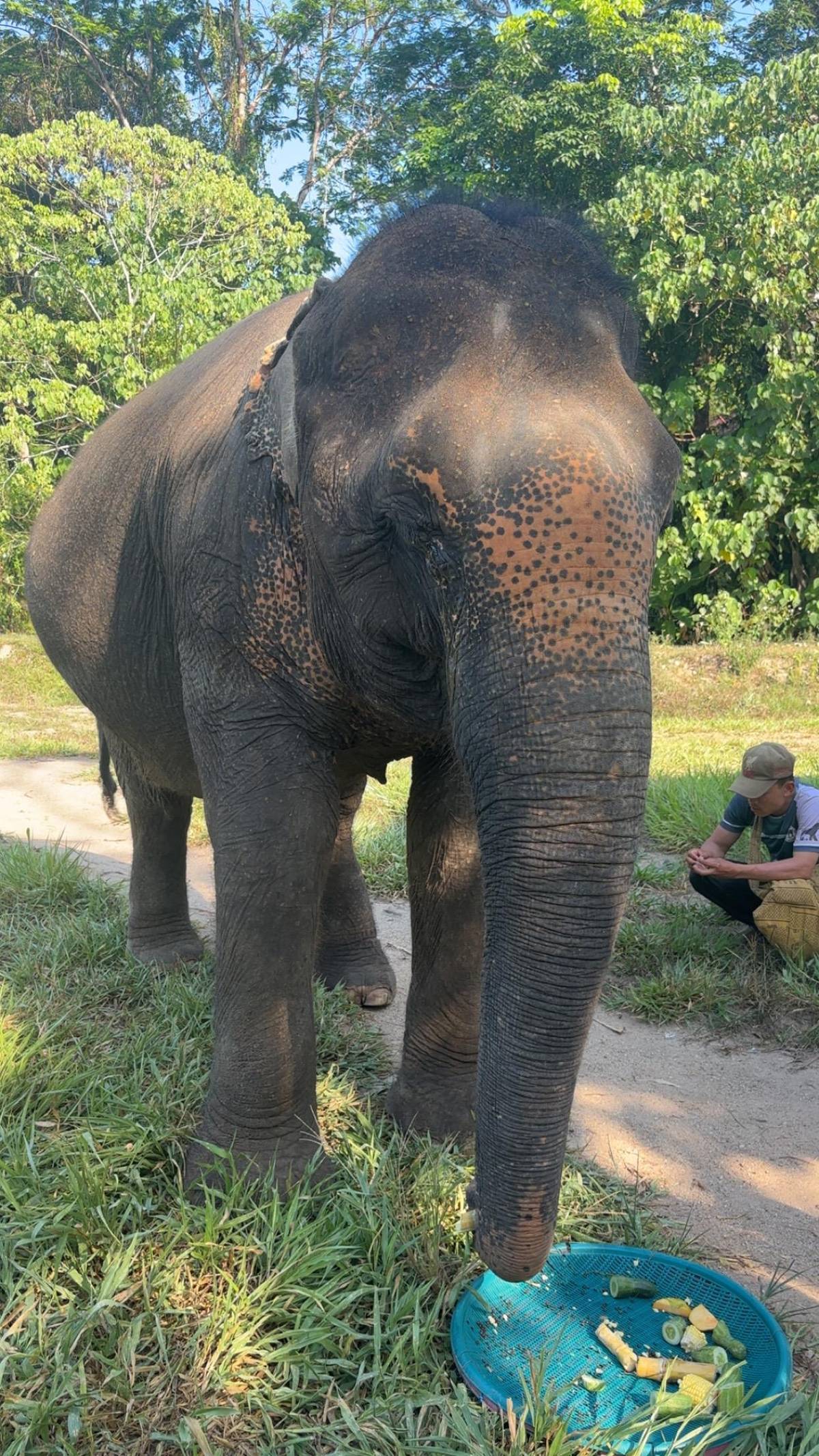 Phuket Elephant Nature Reserve: 90-Minute Elephant Adventure