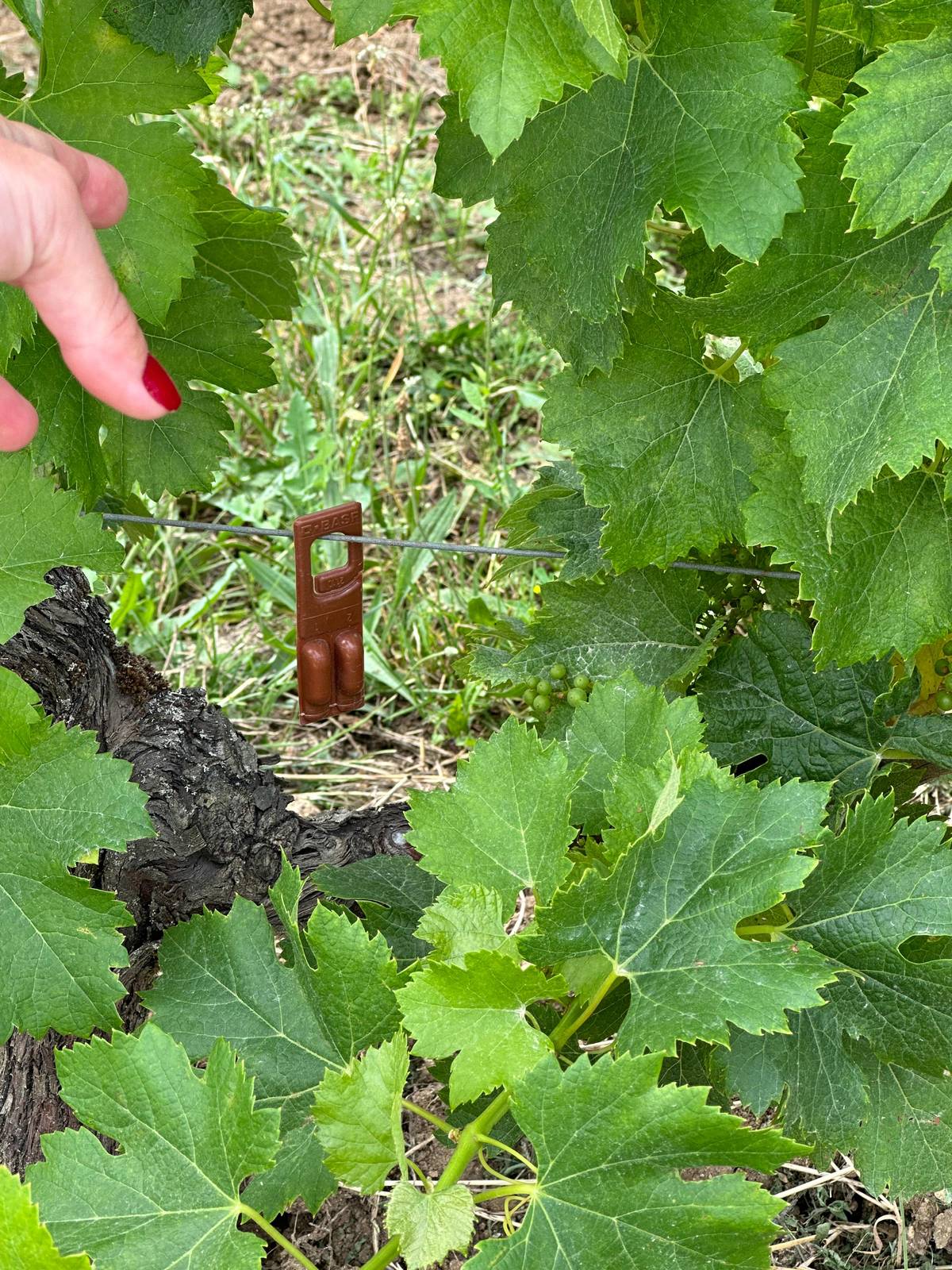 From Bordeaux: Half-Day Saint-Émilion Tour and Wine Tasting