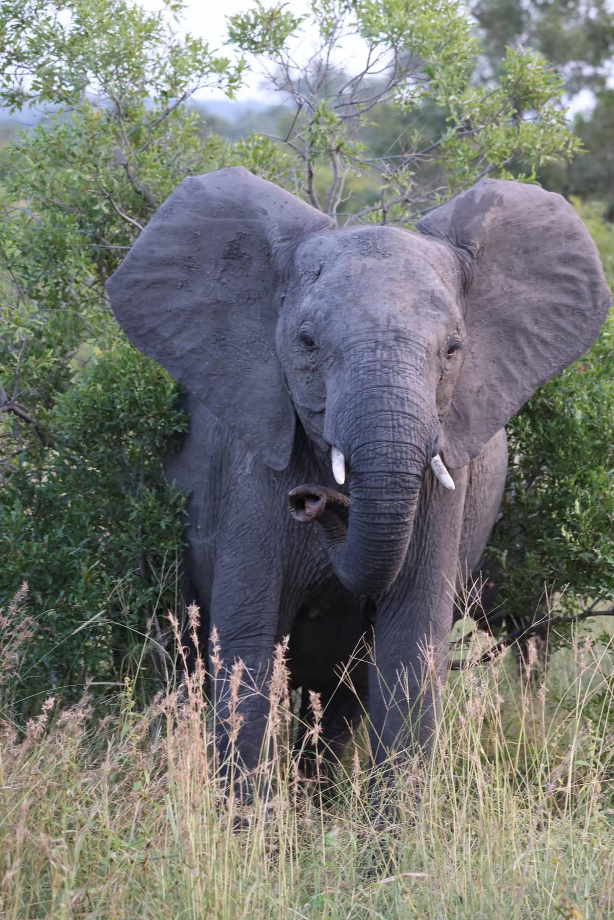 Kruger National Park 3 Days Best Ever Safari from Cape Town