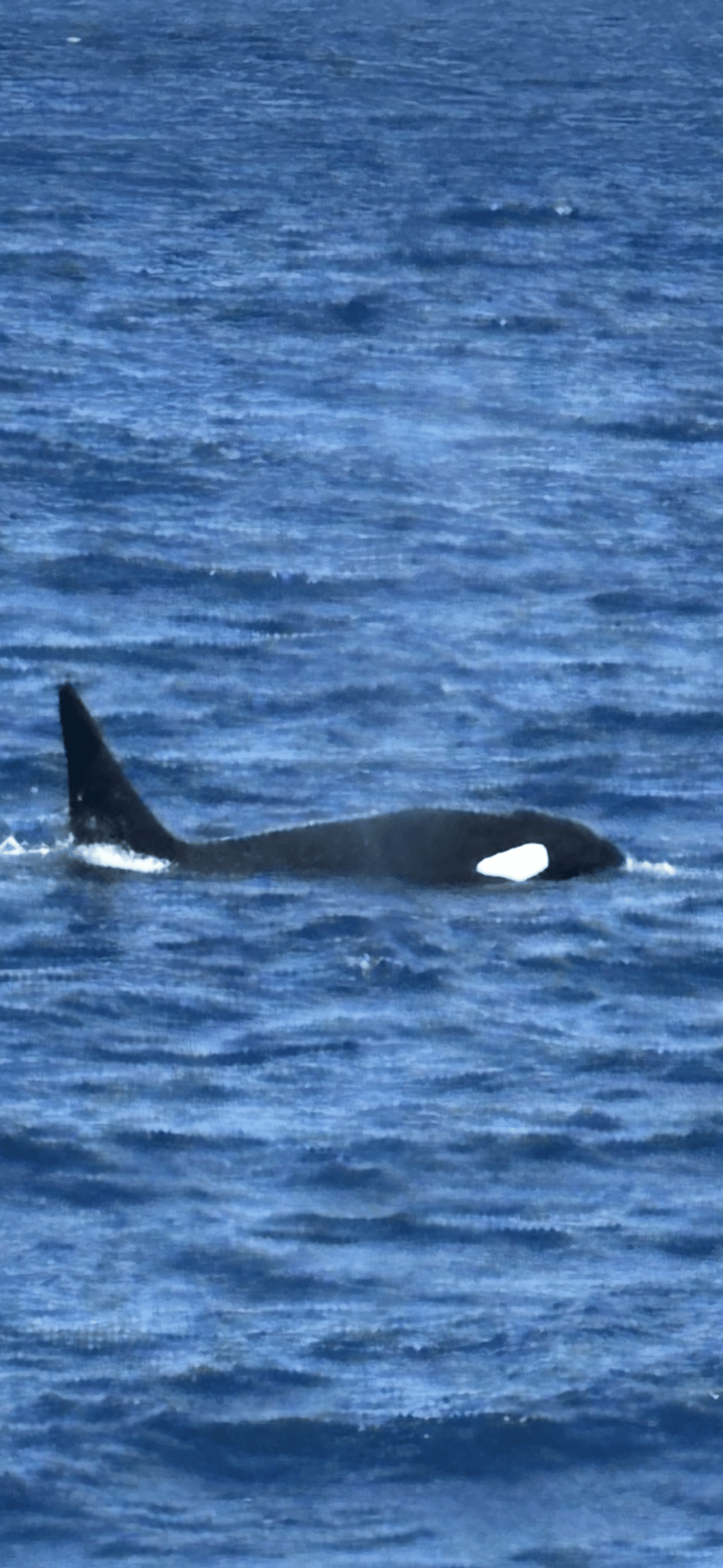 A killer whale cruising past in deep blue water