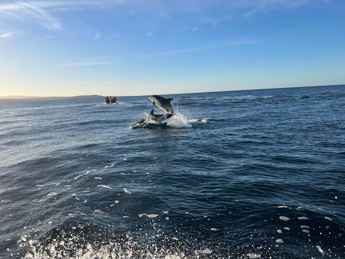 Dolphin and wildlife watching