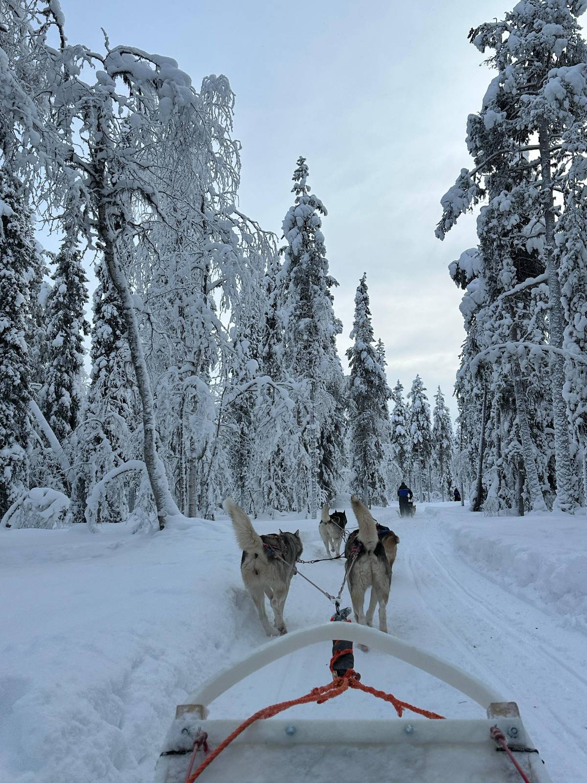 Levi 7 km self-drive husky safari