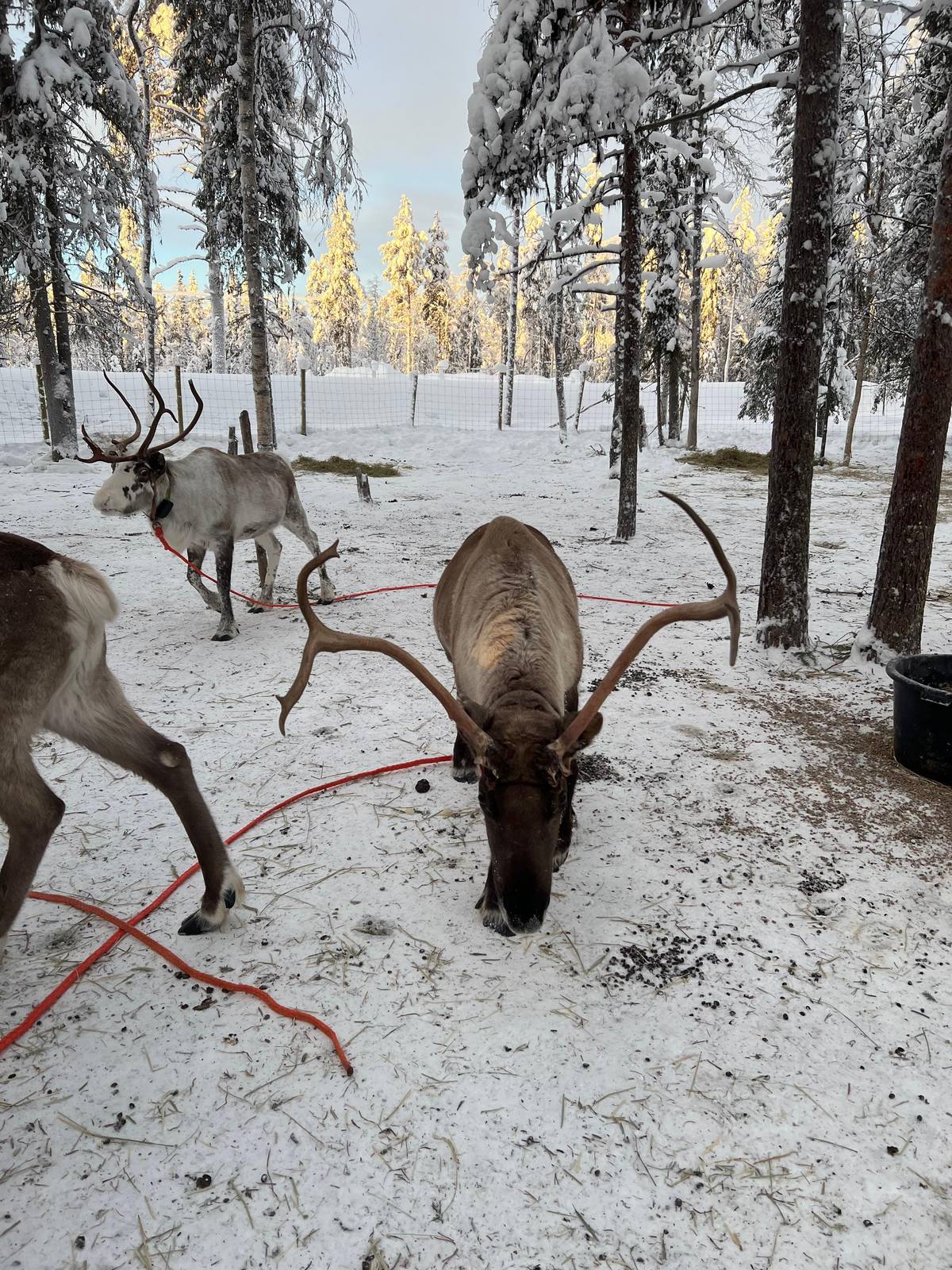 Reindeer herding in Finland: the herders' year around Levi
