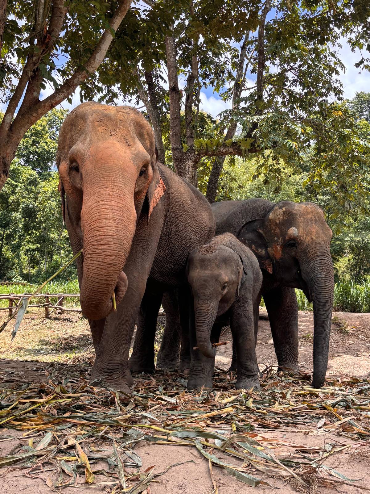 Three elephants with a calf standing among trees