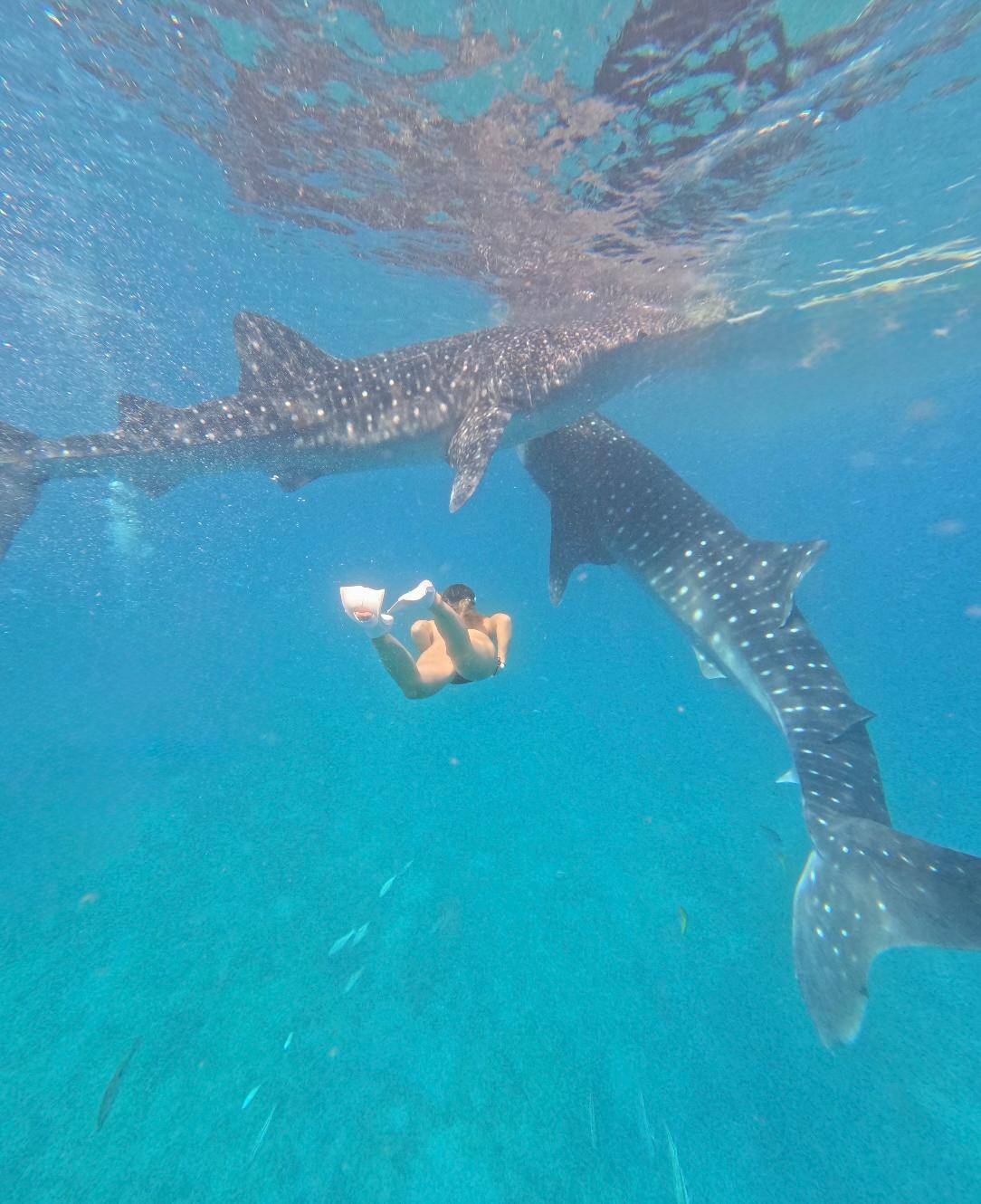 Oslob Whale Sharks, Tumalog Falls & Moalboal Sardine Run