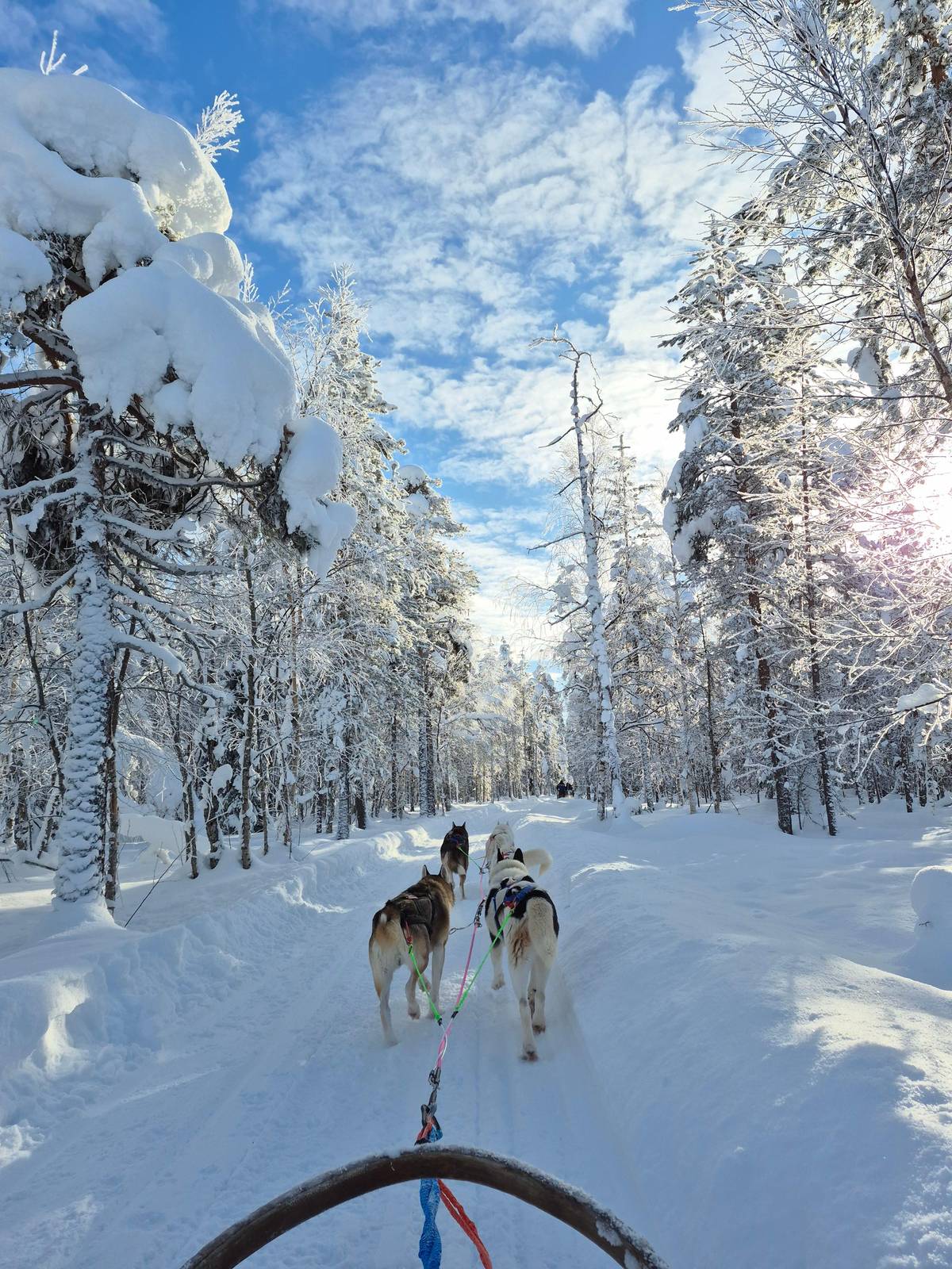 Two dogs pulling under snow-laden branches on a bright day