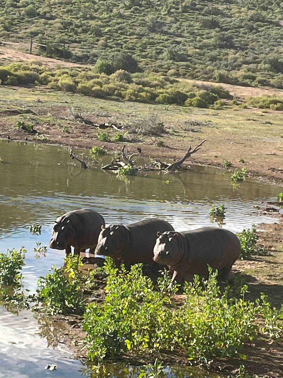 Cape Town: 2-Day Wildlife Tour with Safaris and Luxury Stay