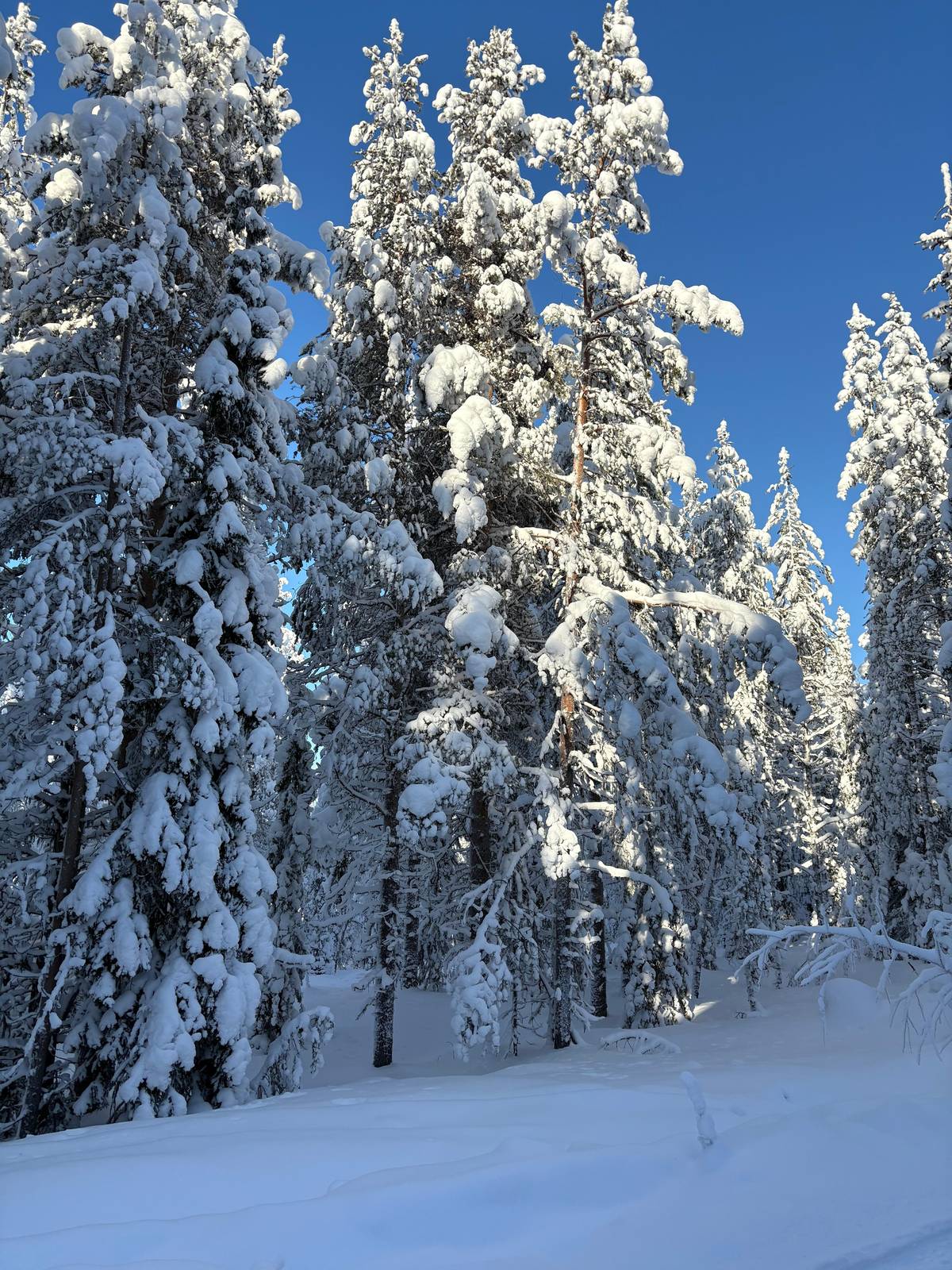 Pines bent under snow on a bright day in the forest